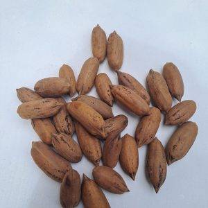 Pecana con Cáscara - 1 Kilo