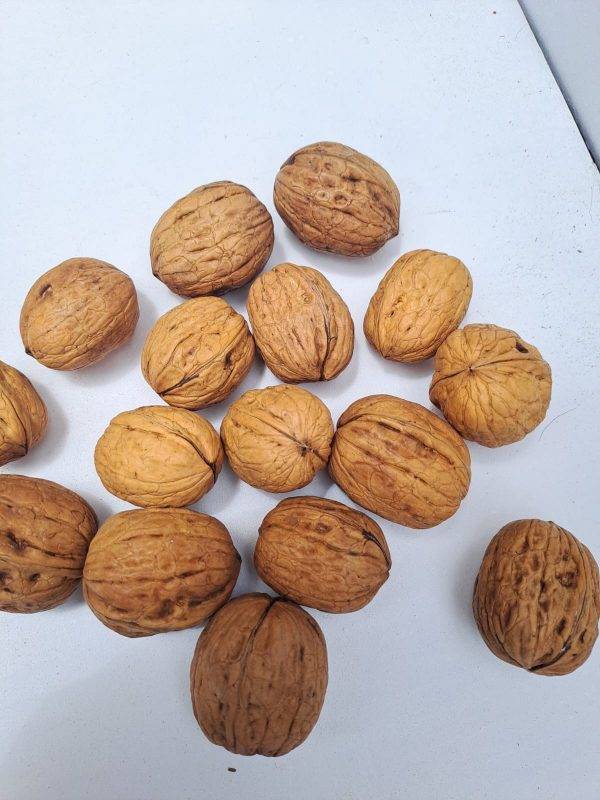 Nuez con Cascara - Imagen 2