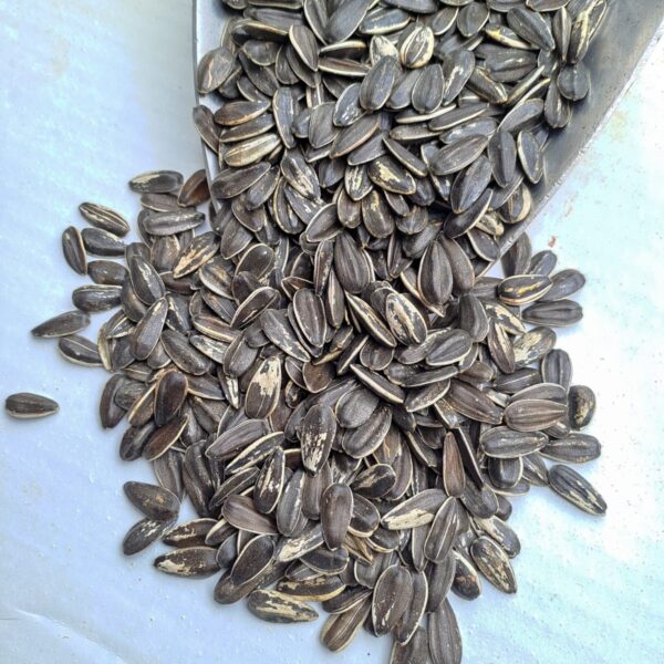 Semilla de Girasol con Cáscara Kg