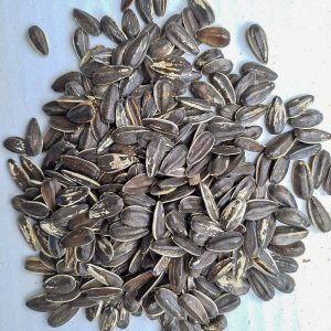 Semilla de Girasol con Cáscara Kg - 1 Kilo