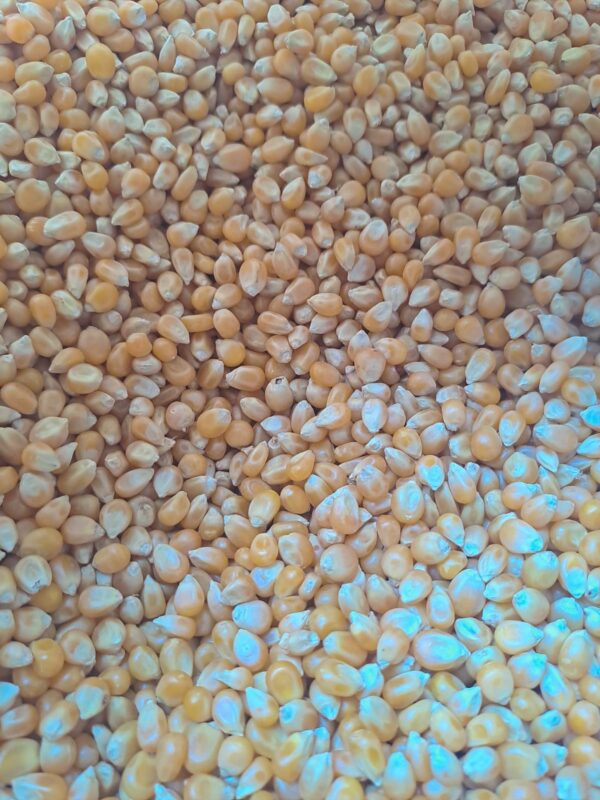 Maiz Pop Corn Sin Marca 22.6 KG. - Imagen 3