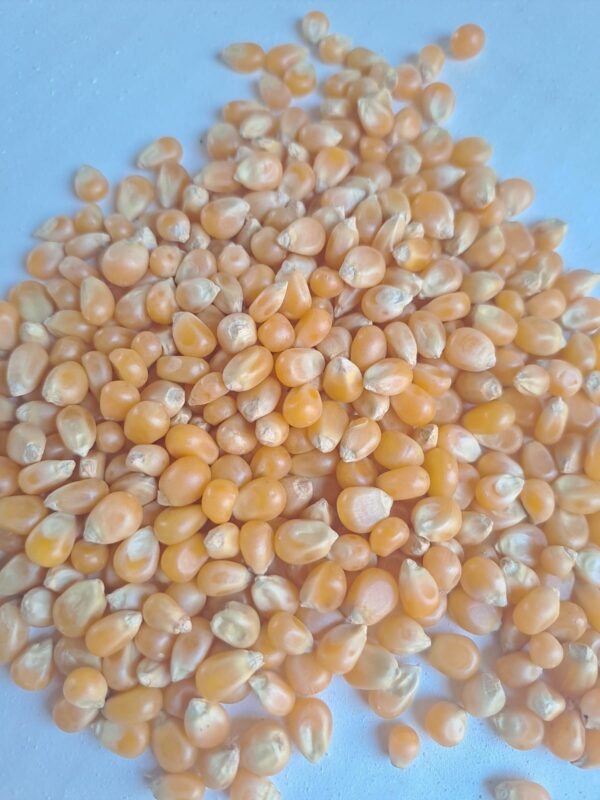 Maiz Pop Corn Santis - Imagen 2