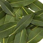 Laurel Hoja