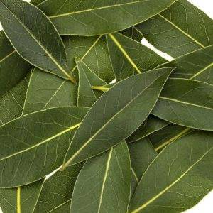 Laurel Hoja