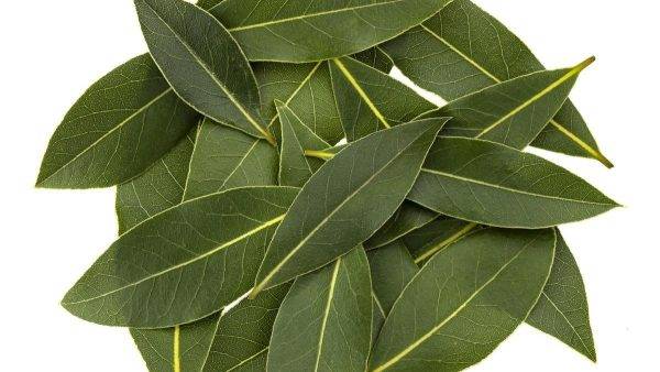 Laurel Hoja