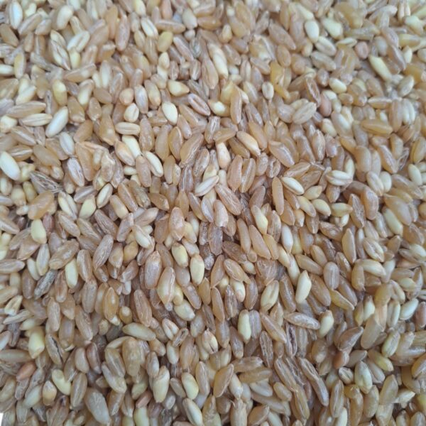 Trigo Shambar Grande