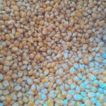 Maiz Pop Corn Santis