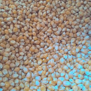 Maiz Pop Corn Santis